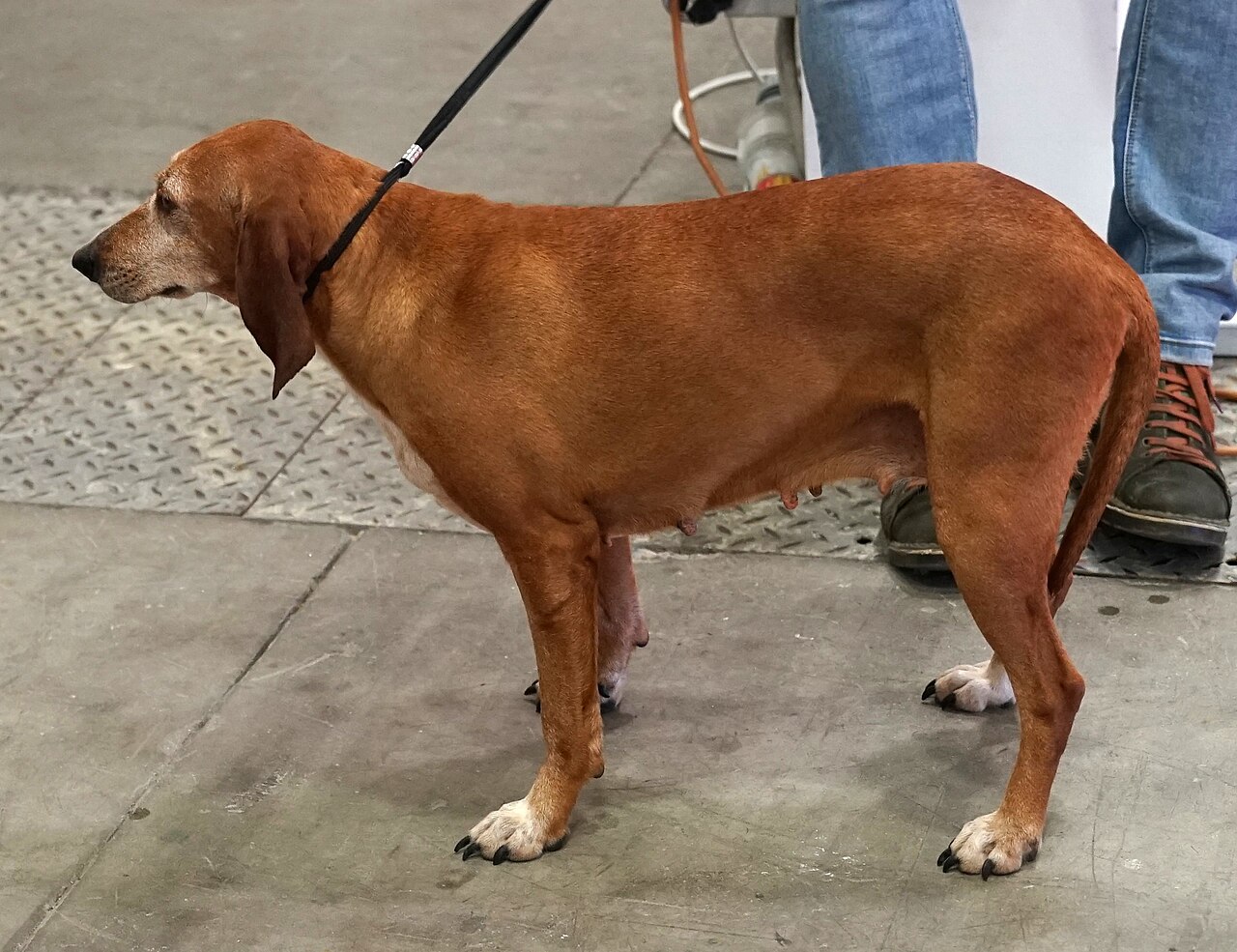 亞平寧獵犬（Segugio dell'Appennino）
